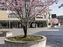 Gemeindeverwaltung im Frühling