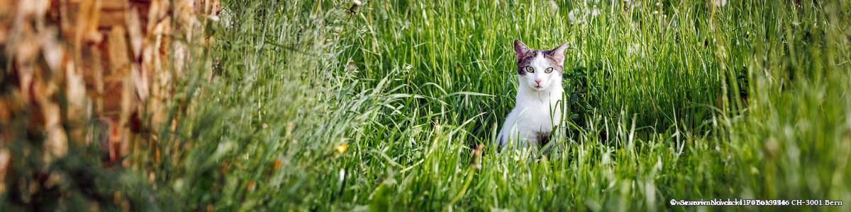 Katze in der Weise bei der Holzbeige Scheiterbeige