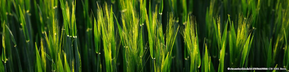 Getreidefeld im Abendlicht