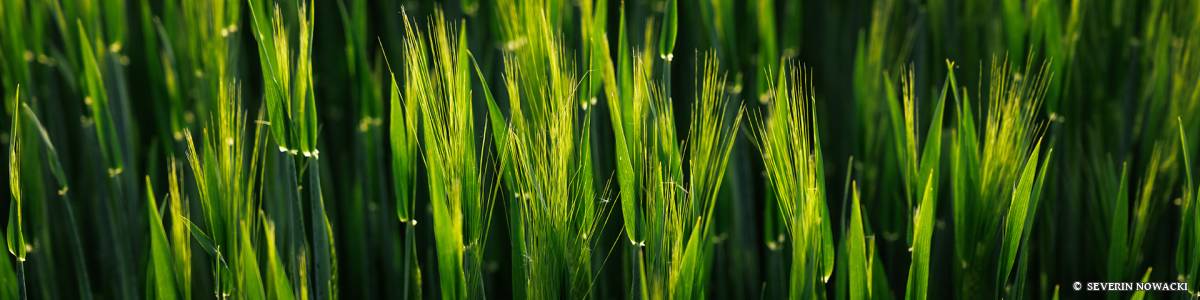 Getreidefeld im Abendlicht