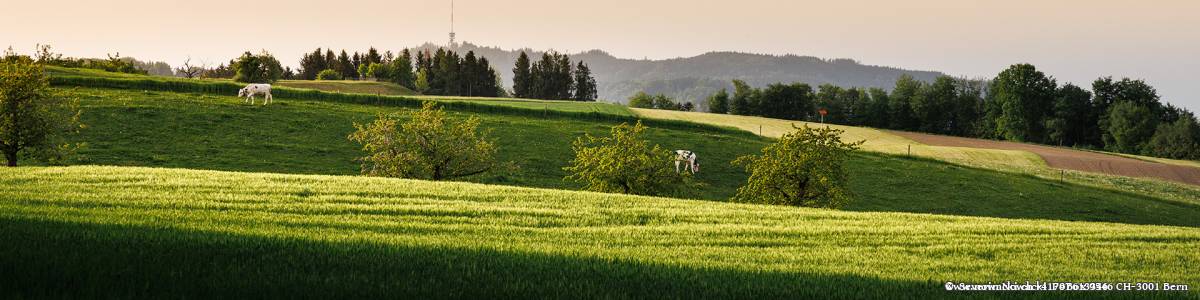 Kühe auf Feld im Abendlicht im Hintergrund der Bantiger Swisscom Sendeturm
