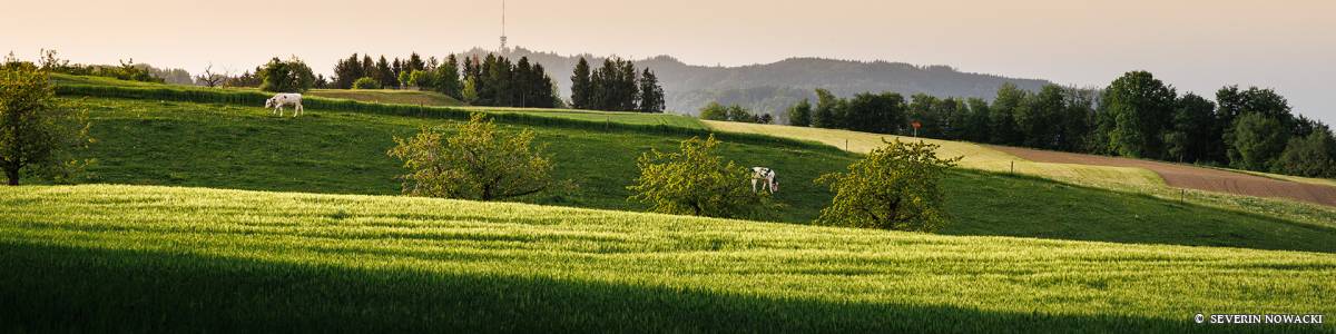 Kühe auf Feld im Abendlicht im Hintergrund der Bantiger Swisscom Sendeturm