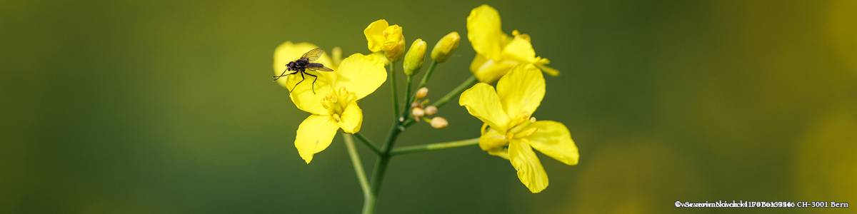 Fliege auf Rapsblüte