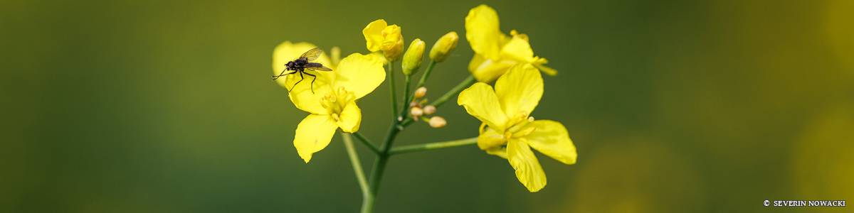 Fliege auf Rapsblüte