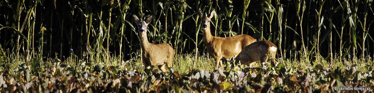 Rehfamilie im Maisfeld