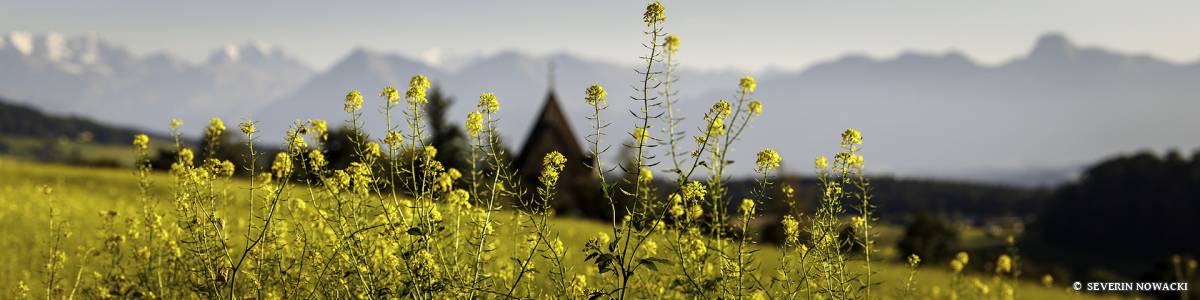 Rapsfeld Schloss Worb und Berner Alpen