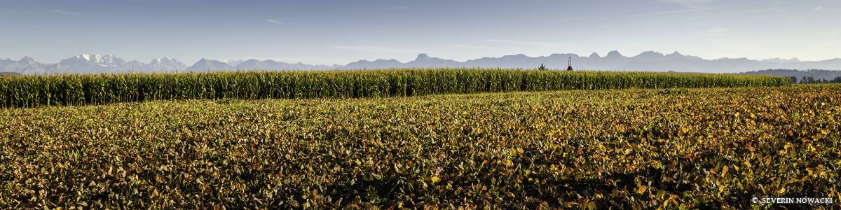 Blick über den Schossacker auf die Alpen