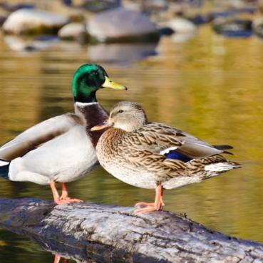 Stockente