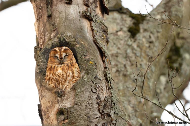 Waldkauz (Foto: Christian Roesti)